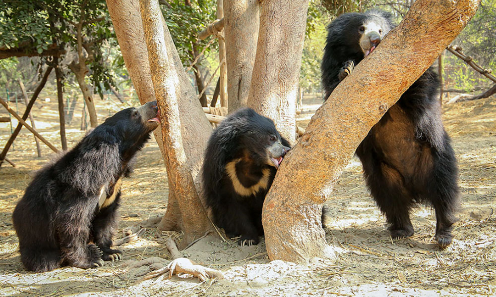 Wildlife SOS, Agra