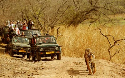 From Delhi: 5 Days Taj Mahal Tour with Ranthambore Tiger Safari