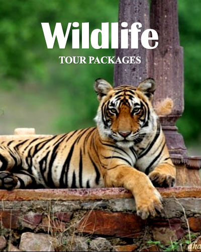 Wildlife Tour Packages